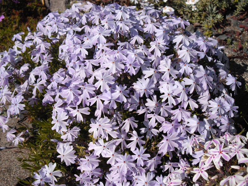 Phlox subulata 'Emerald Cushion Blue' en fleurs sur des affleurements rocheux des États-Unis